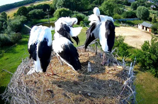 Obraz podglądu z kamery internetowej storks Lublewo